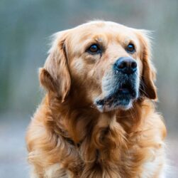 Golden Retriever Anjing Pintar yang Cocok Dipelihara Pemula Golden Retriever Anjing Pintar yang Cocok Dipelihara Pemula