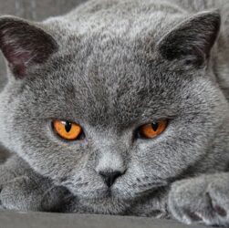 Ras Kucing Abu Abu Populer yang Cocok Dipelihara di Rumah