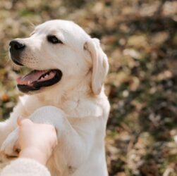 Dog Training Tips di Rumah Agar Anjing Pintar