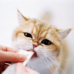 Vitamin Kucing untuk Menjaga Kesehatan Kulit dan Bulu