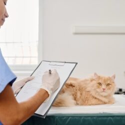 Cara Memilih Obat Diare Kucing yang Aman dan Efektif Cara Memilih Obat Diare Kucing yang Aman dan Efektif